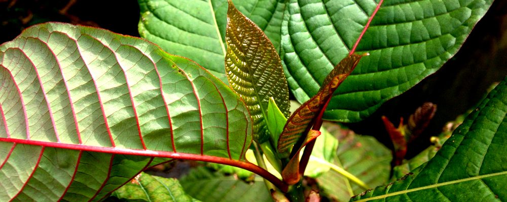 Kratom Powder Success Stories: Our Way of Fighting Back